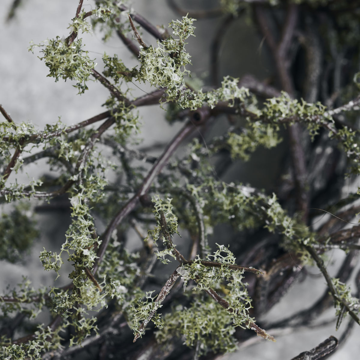 Wild Moss Wreath 18.5"