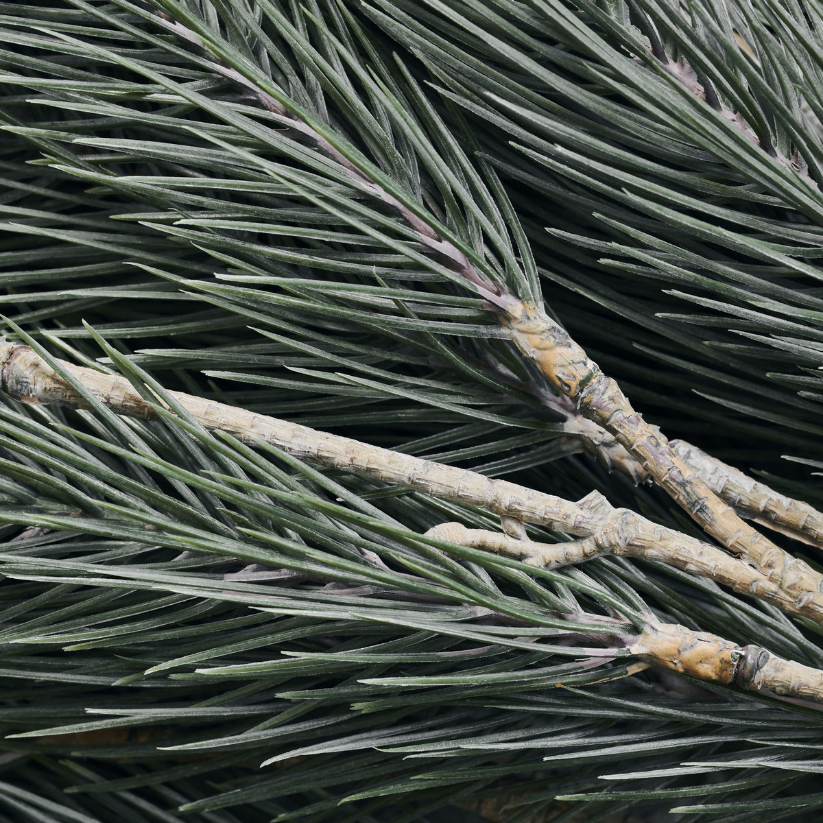 Pine Branch - 38"