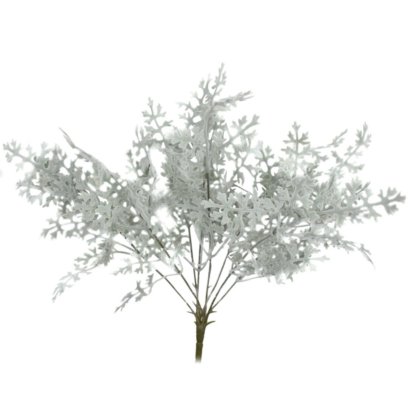 Dusty Miller Plant 15.5"