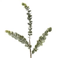 Soft Touch Eucalyptus Spray