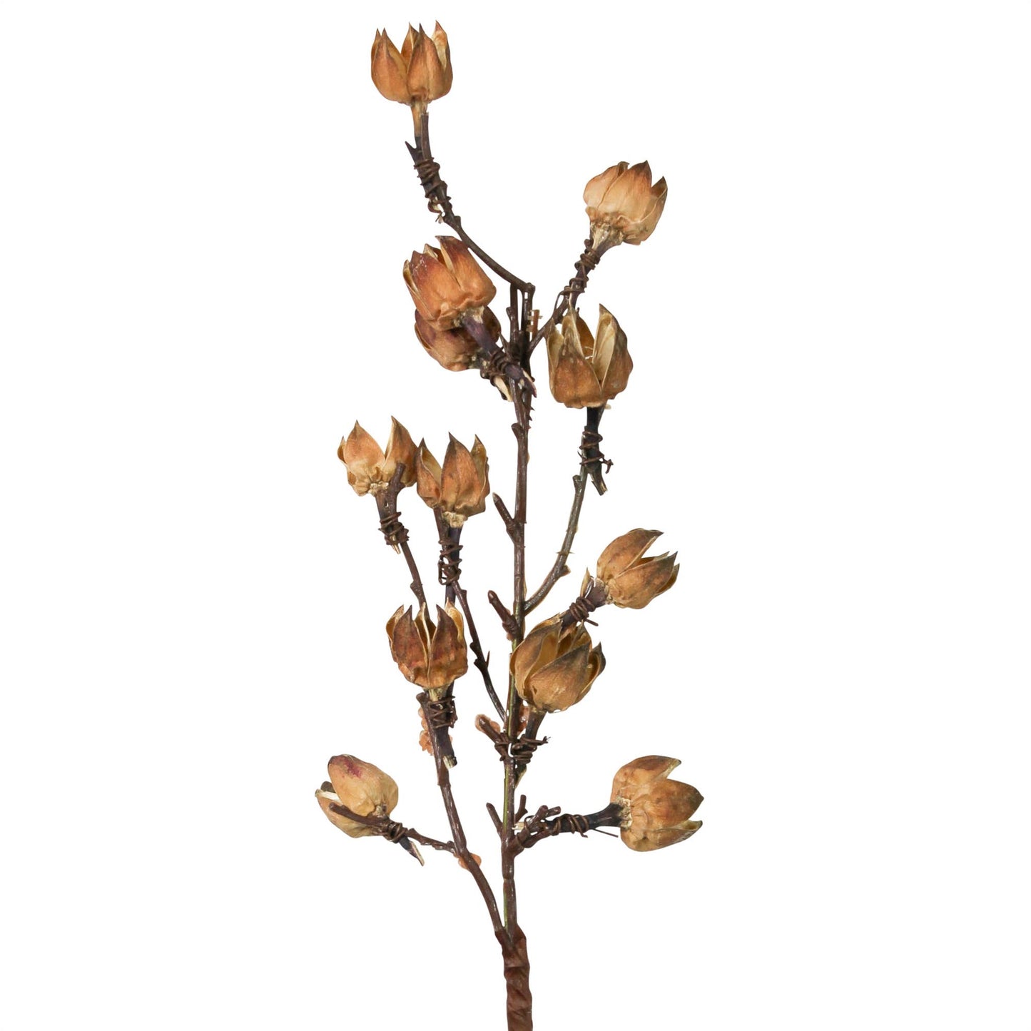 Cotton Pod Botanical Stem