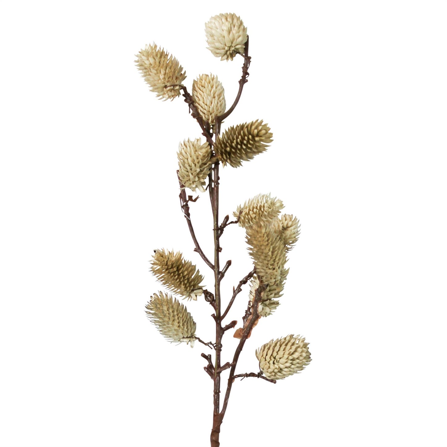 White Sage Botanical Stem