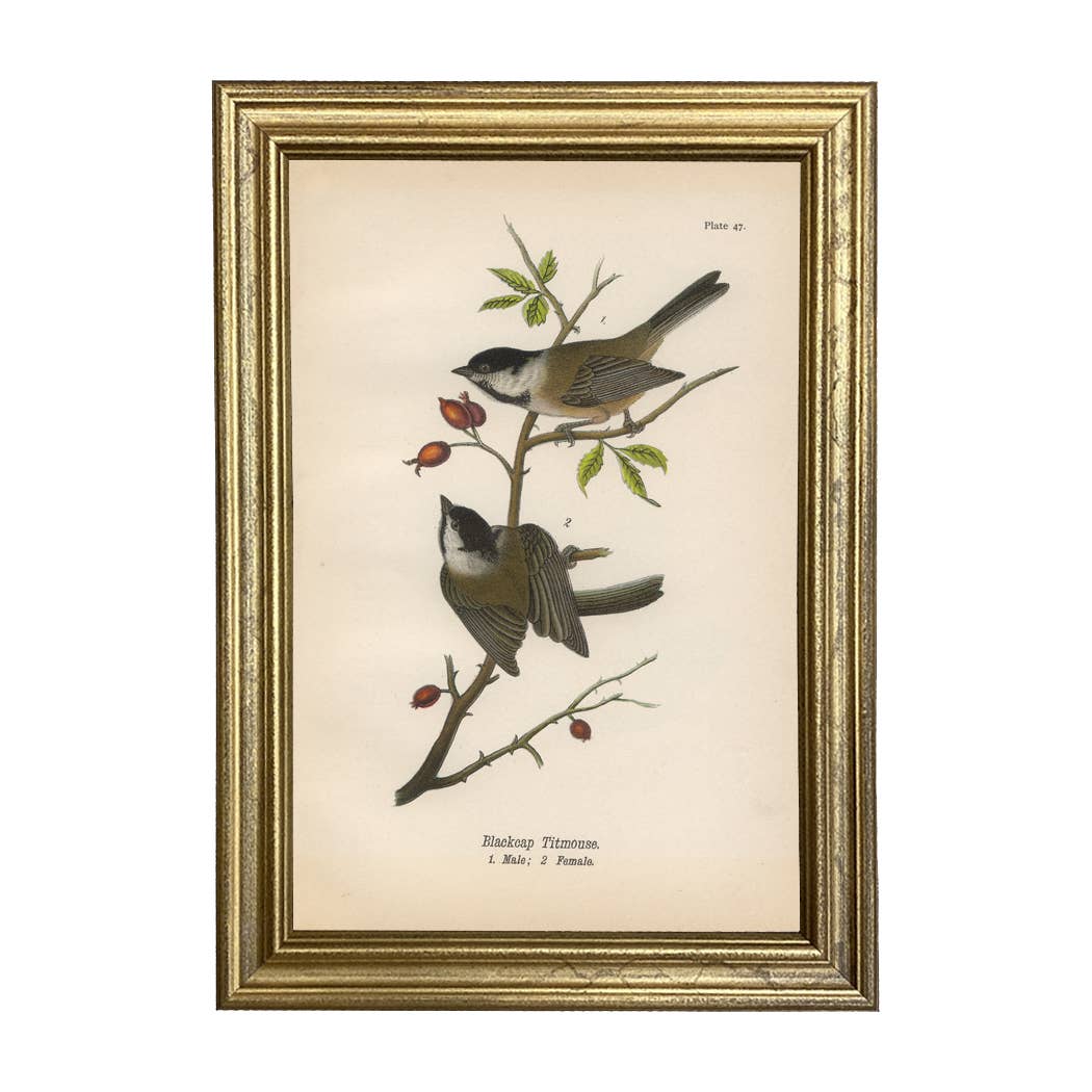 Blackcap Titmouse - Framed Vintage Illustration Print