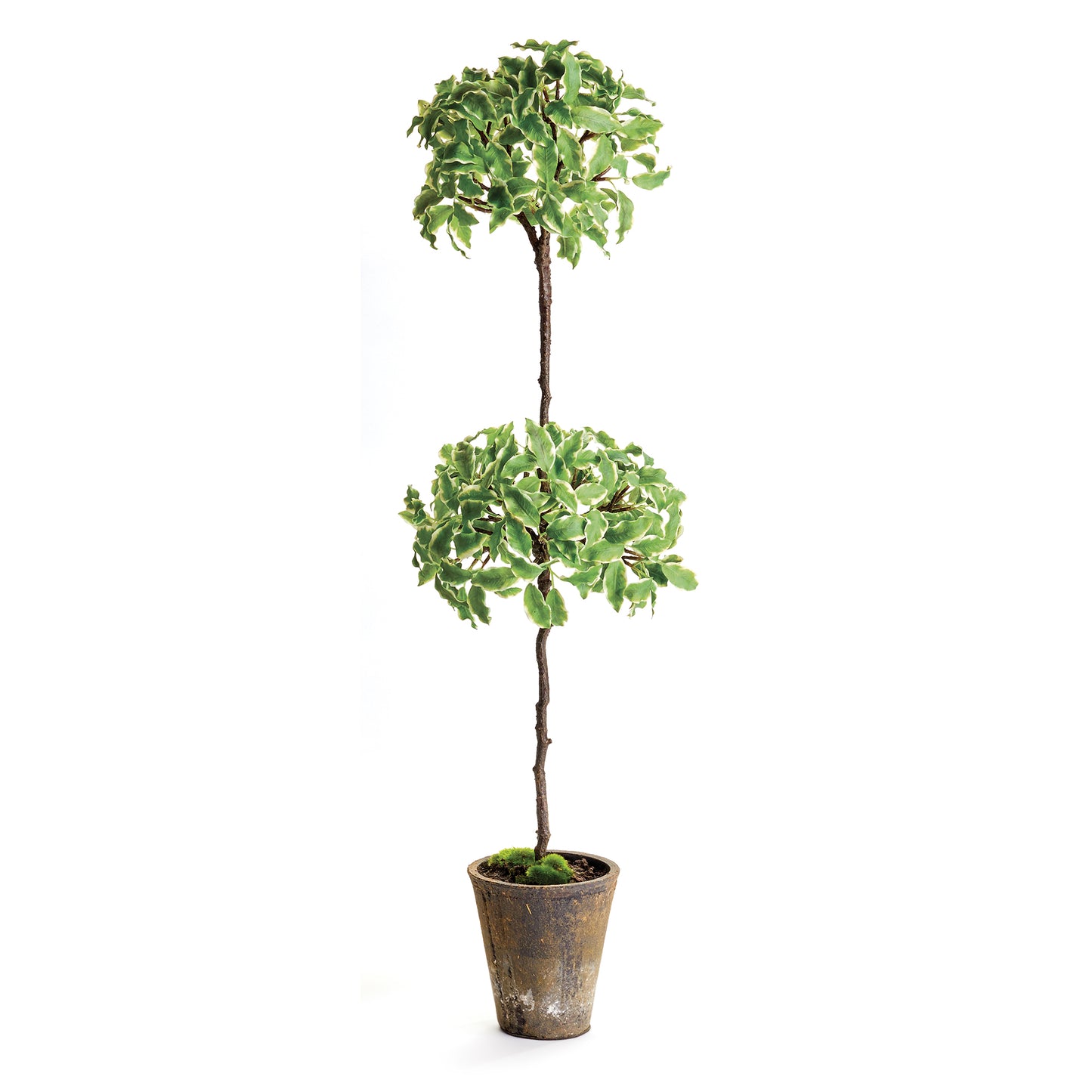 Euonymous Topiary in Pot 31"