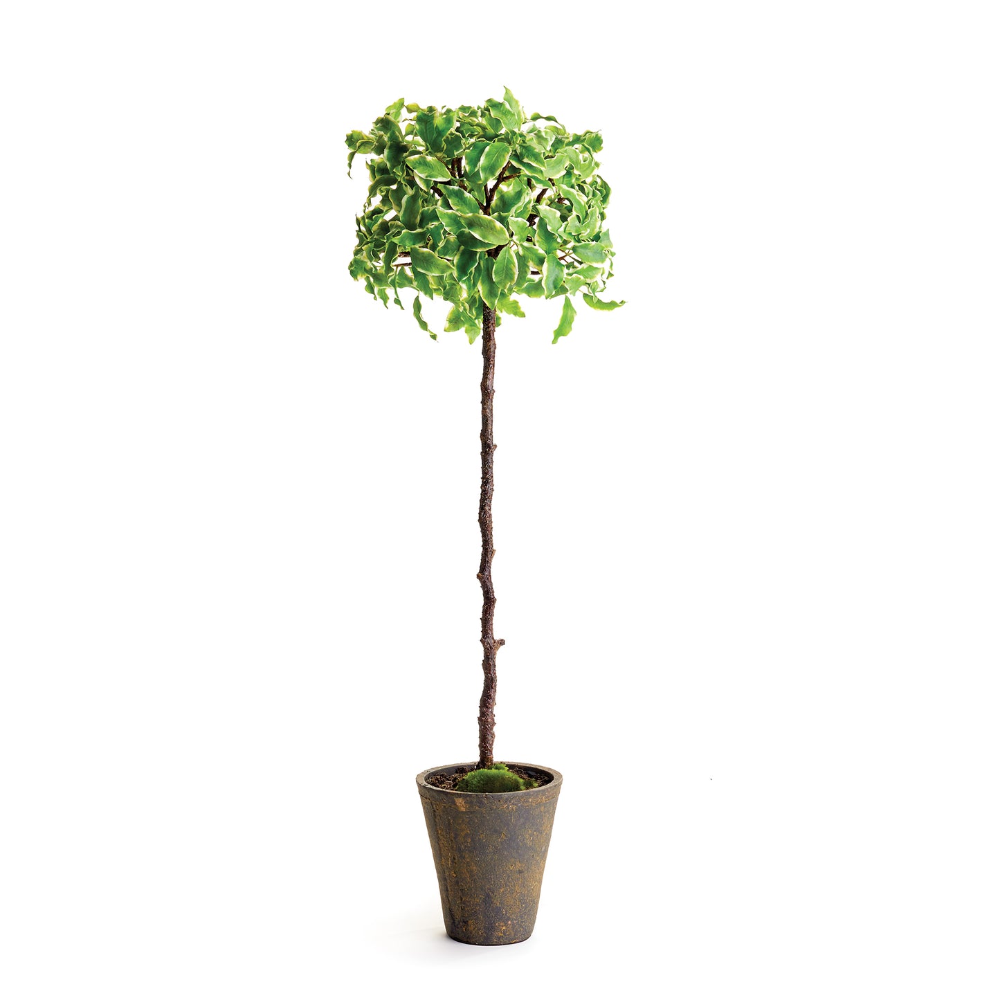 Euonymous Topiary in Pot 29"