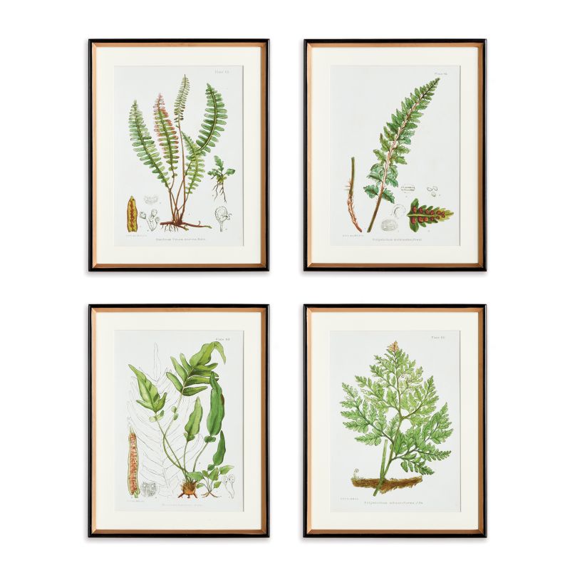 Structural Fern Study S/4
