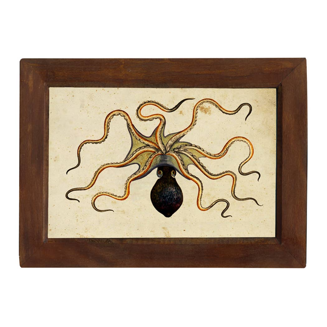 Octopus - Framed Print