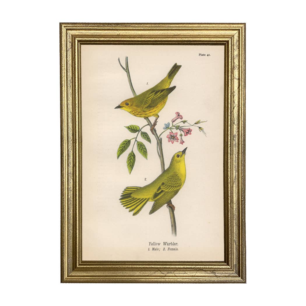 Yellow Warbler - Framed Vintage Illustration Print