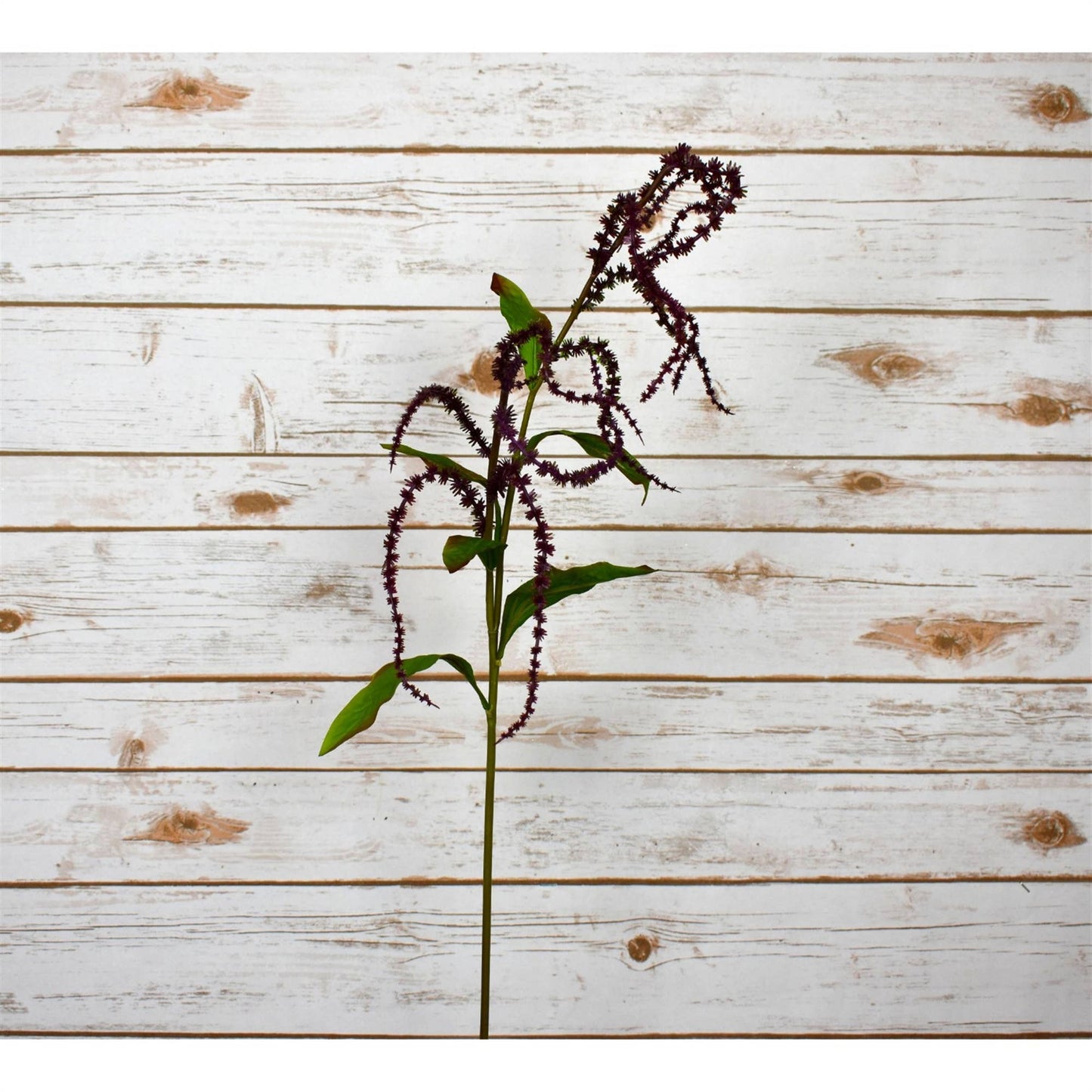 Plum Maison Amaranthus - 36"