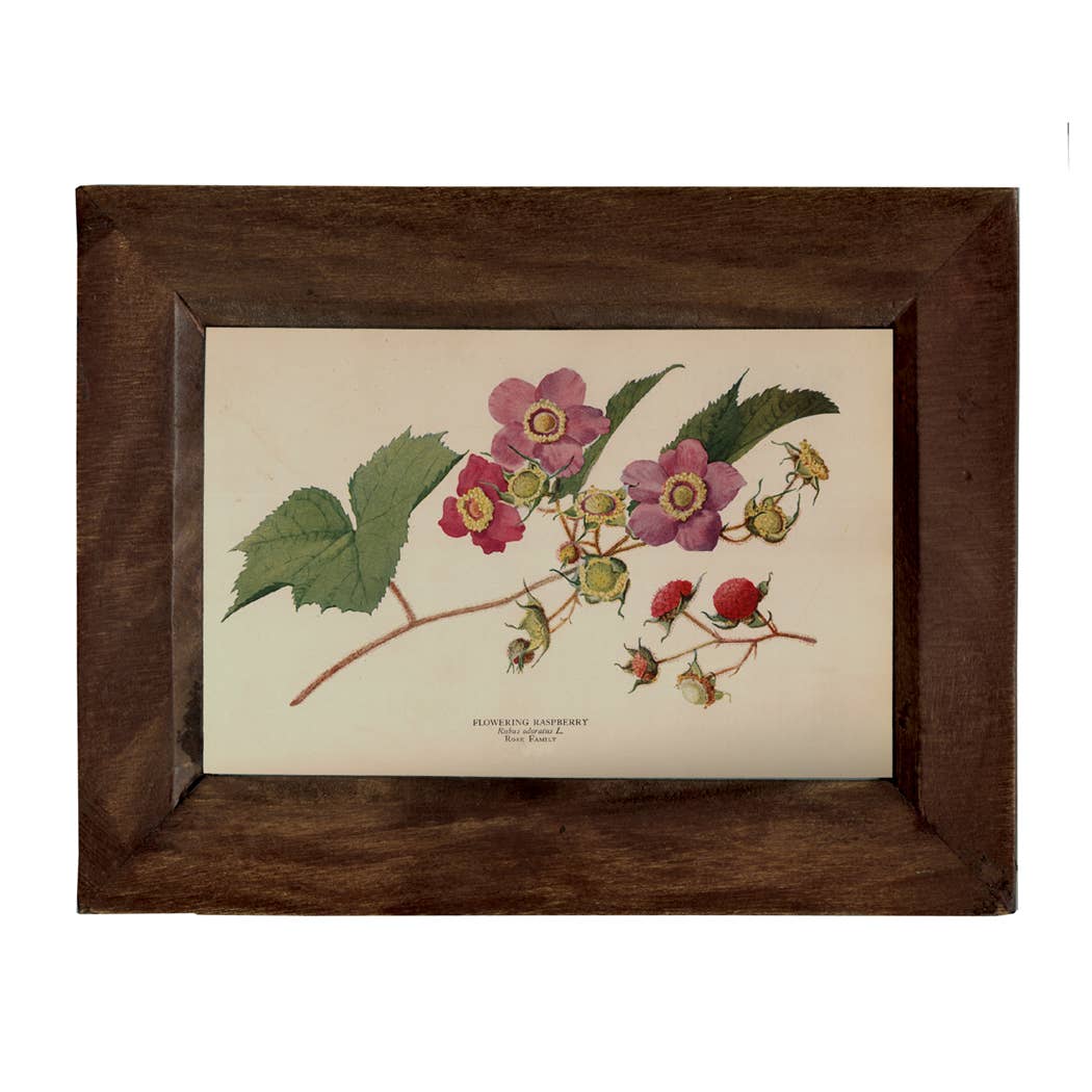 Flowering Raspberry - Framed Print