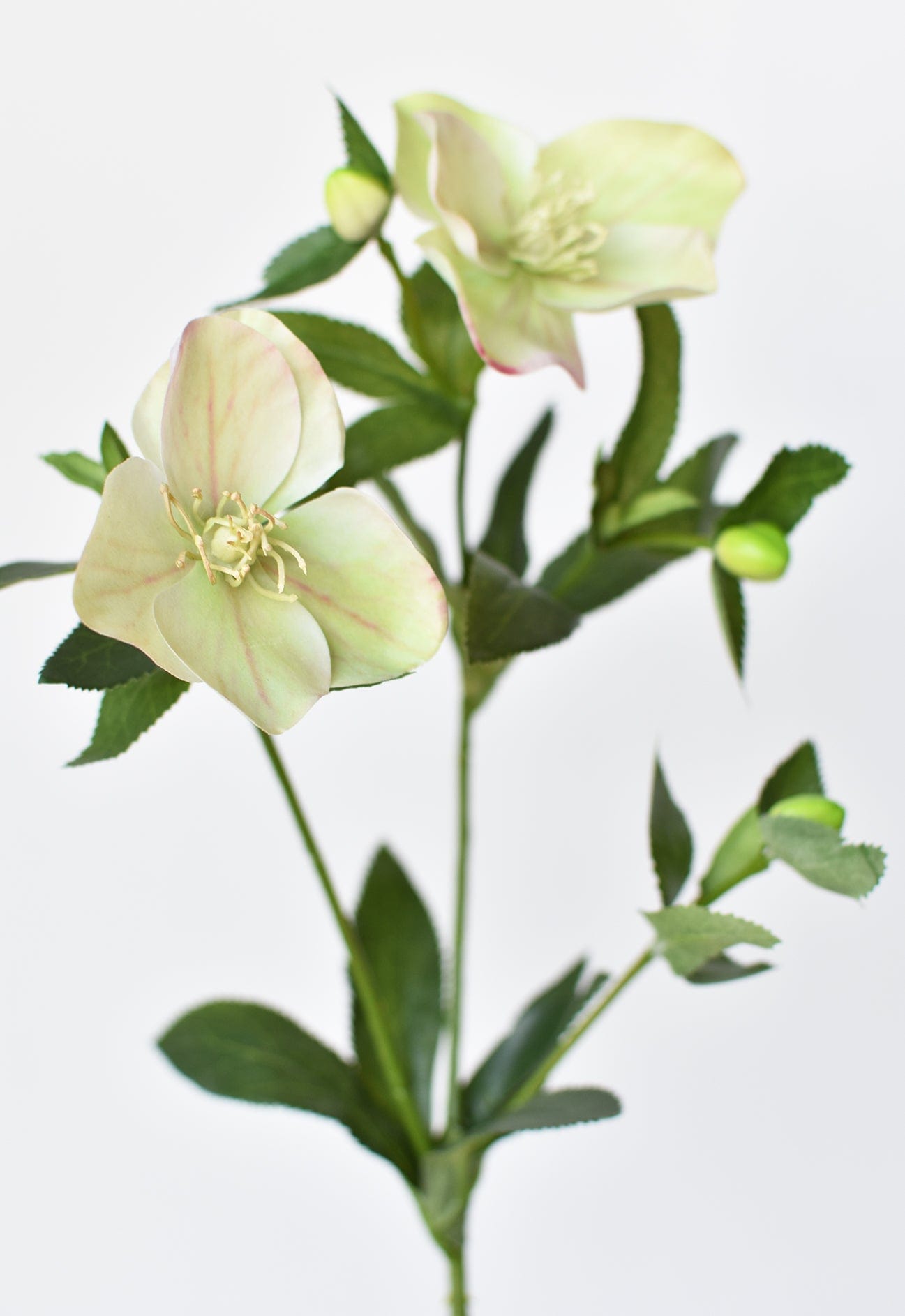 25" Faux Helleborus Stem Green