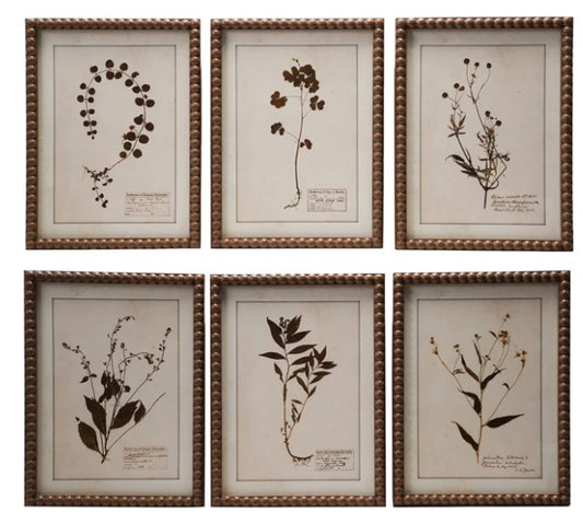 Framed Botanical Prints