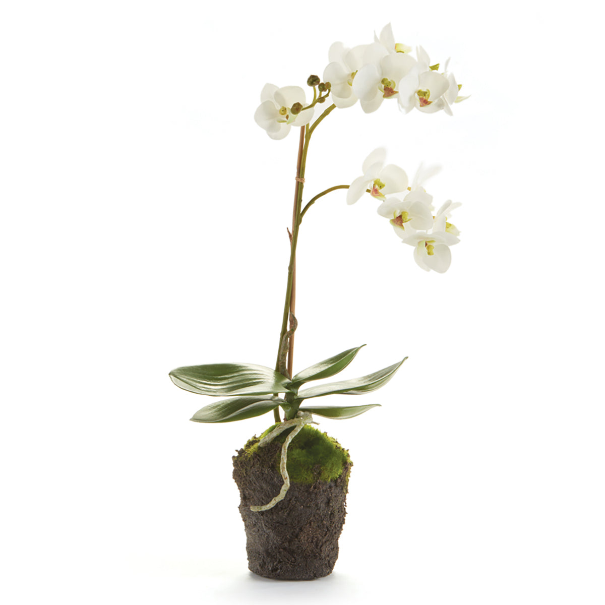 Phalaenopsis Orchid Drop-In 11"