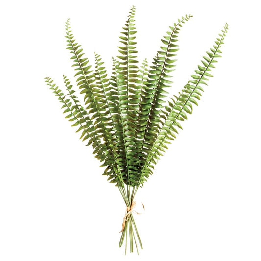 Bundle of 12 Boston Fern Stems